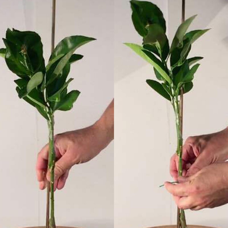 50pcs Plant Support Garden Wooden Sticks Bamboo Plants 40cm Canes Flower TOB