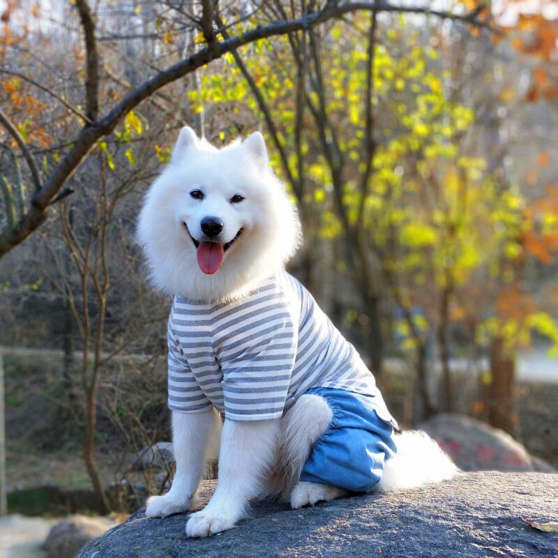 Large Dog Clothes Winter Big Dog Clothing Jumpsuit Coat Samoyed Husky Labrador Golden Retriever Costume Pants Pet Outfit: Gray / 18