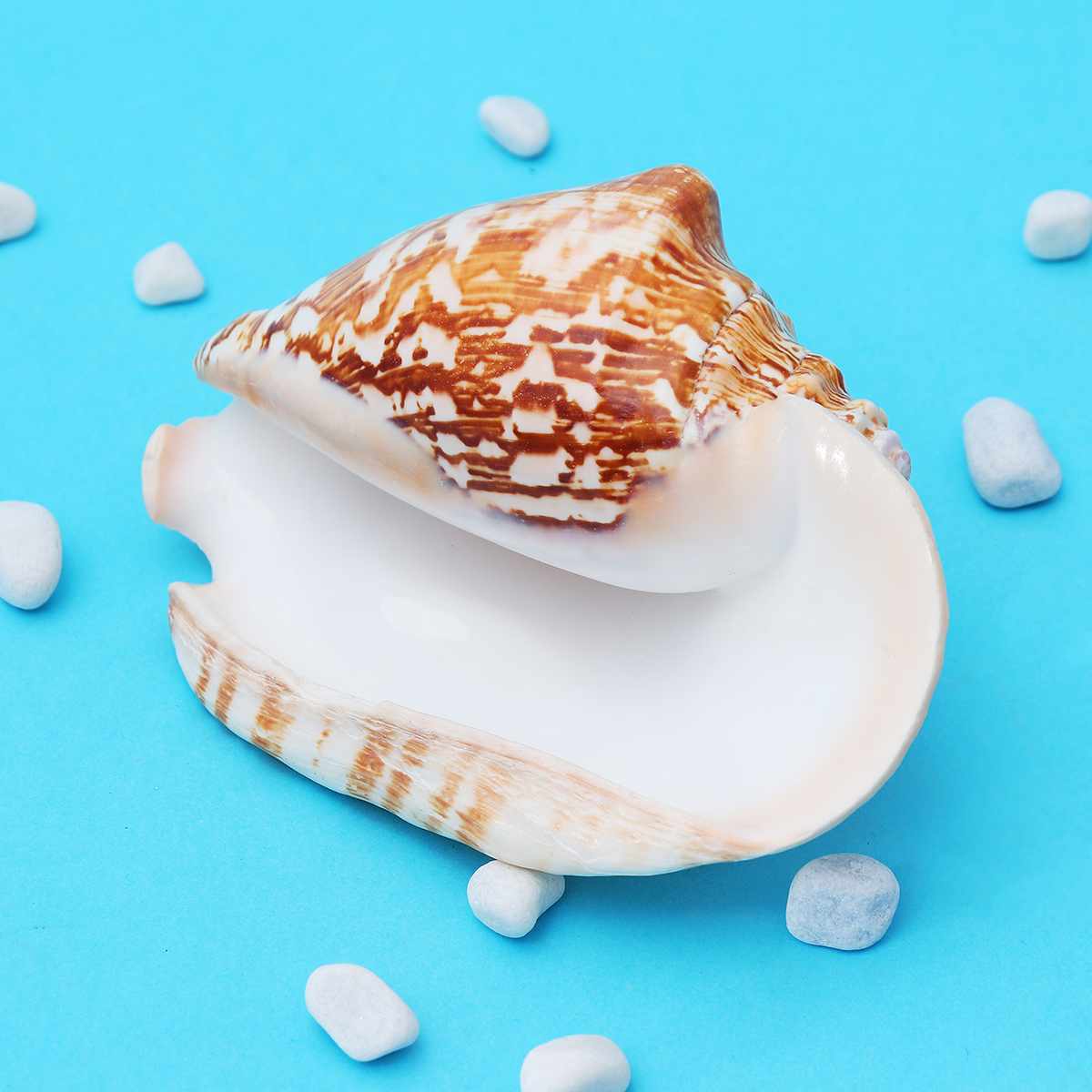 LuMOUzhou Große natürliche Conch Muscheln Perfekt (9~10cm