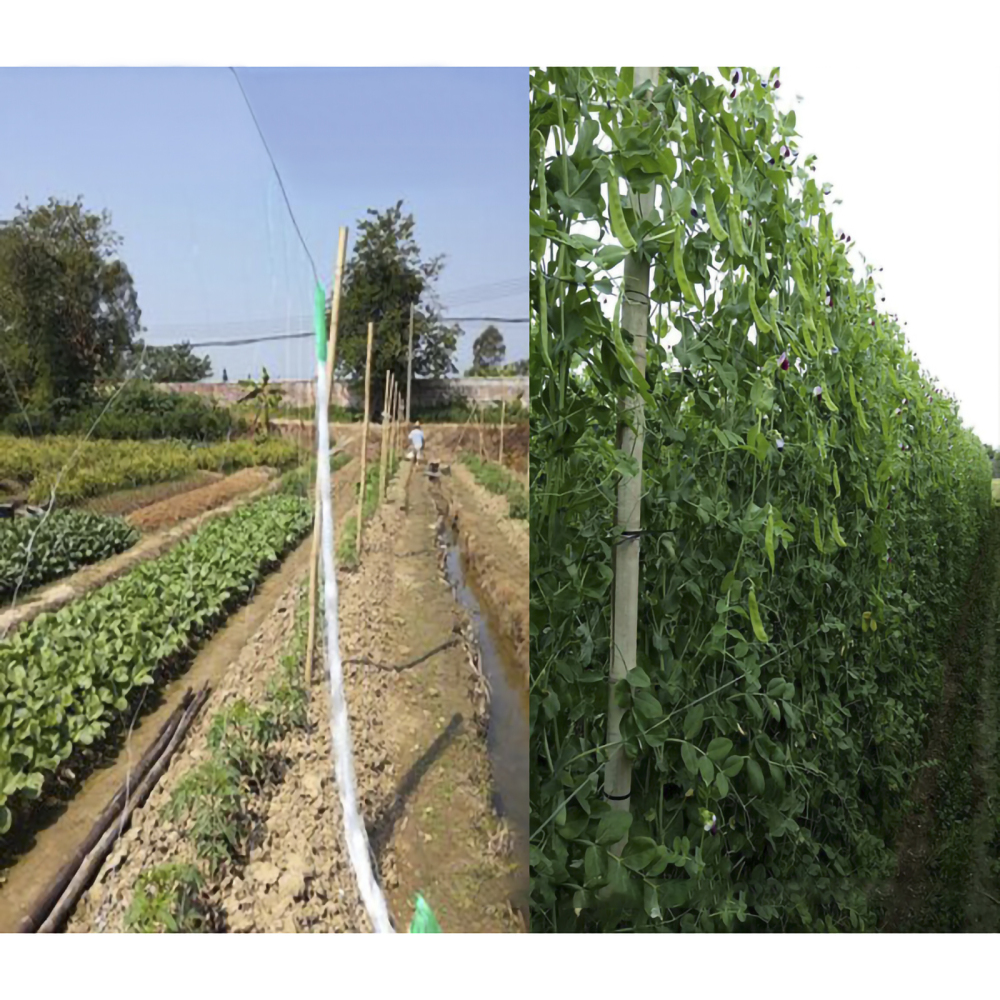 Filet de jardin en rotin robuste, Recyclable pour plantes grimpantes, Fruits et légumes, maille de Support pour plantes, réutilisable, 2x100m