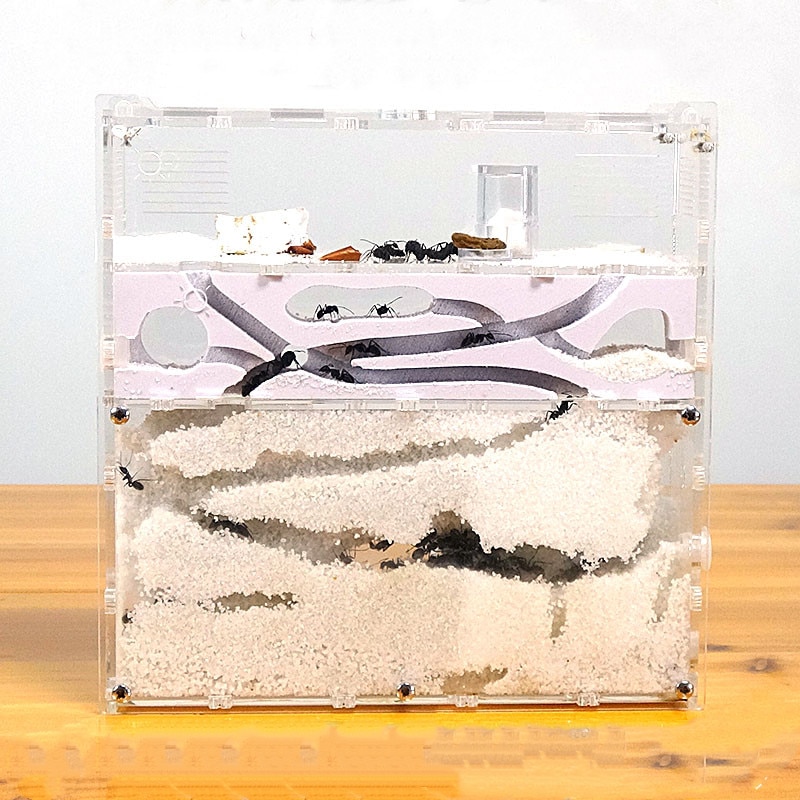 Myre transparent akryl combo med hybrid sand myre rede formicarium myre gård