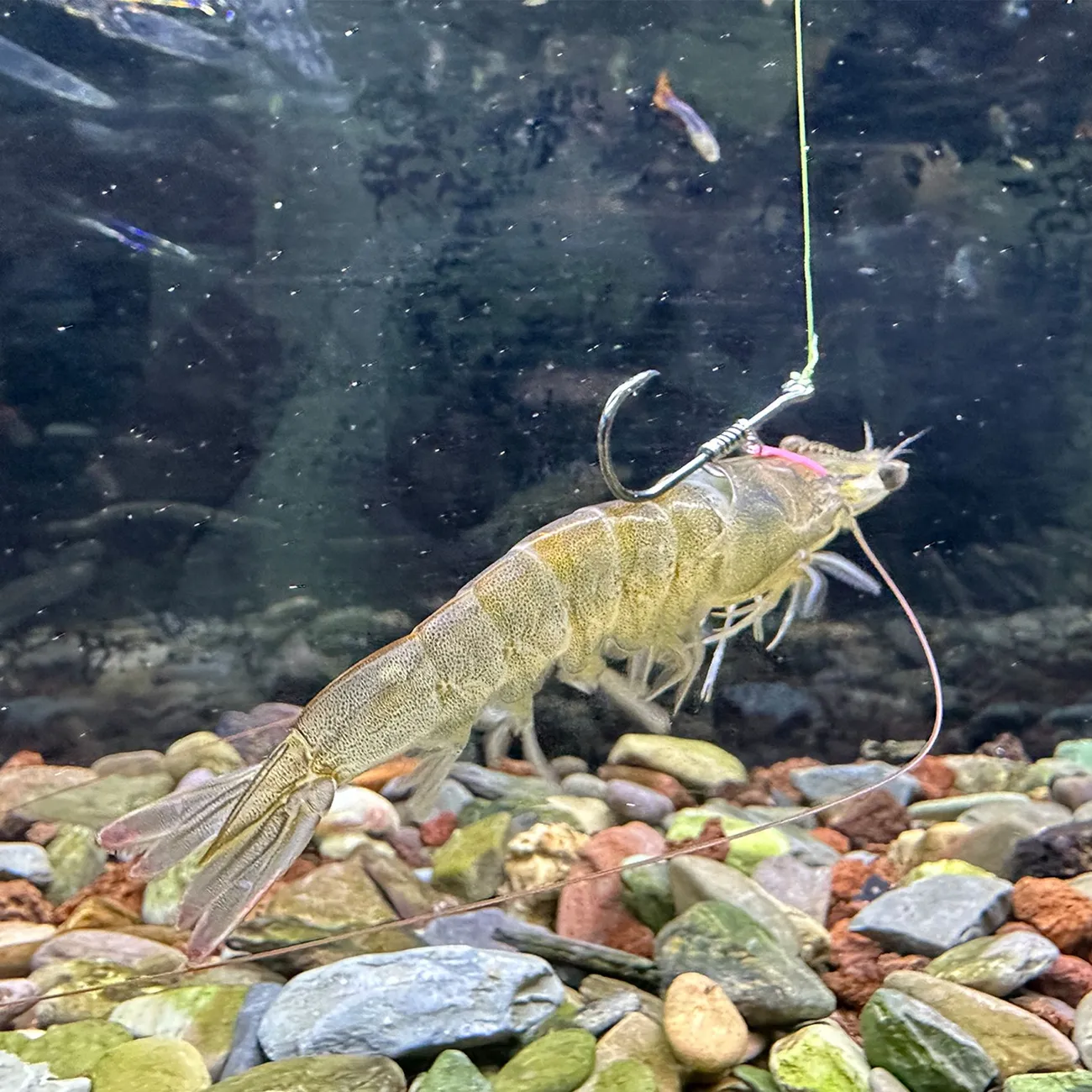 Anzuelos de pesca-anzuelos fijos de camarones vivos de acero al carbono con púas con agujeros, anzuelos de pesca de lubina de 2/3/4, sombrero que se puede adaptar a varios F