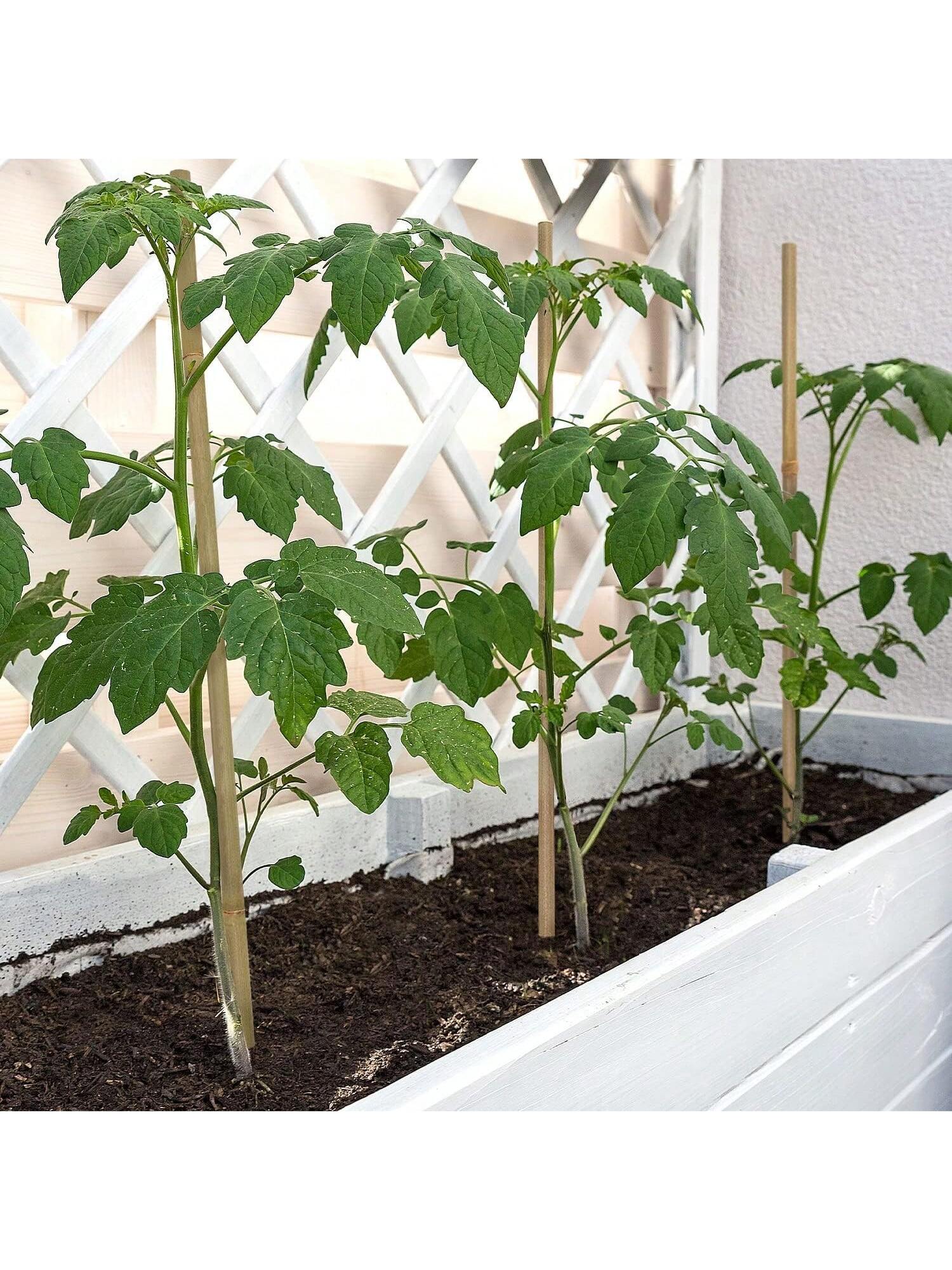 Piquets en bois de jardin en bambou, plantes en bambou écologiques, piquets en bois, plantes grimpantes, bâtons en bambou