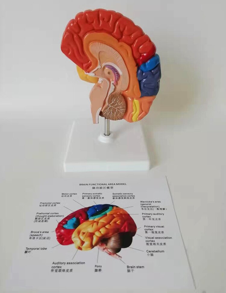 PVC kolorowy 1:1 ludzki mózg Model anatomiczny Model anatomiczny ludzkiego mózgu anatomia mózgu macierzystych półkuli mózgowej Model anatomiczny