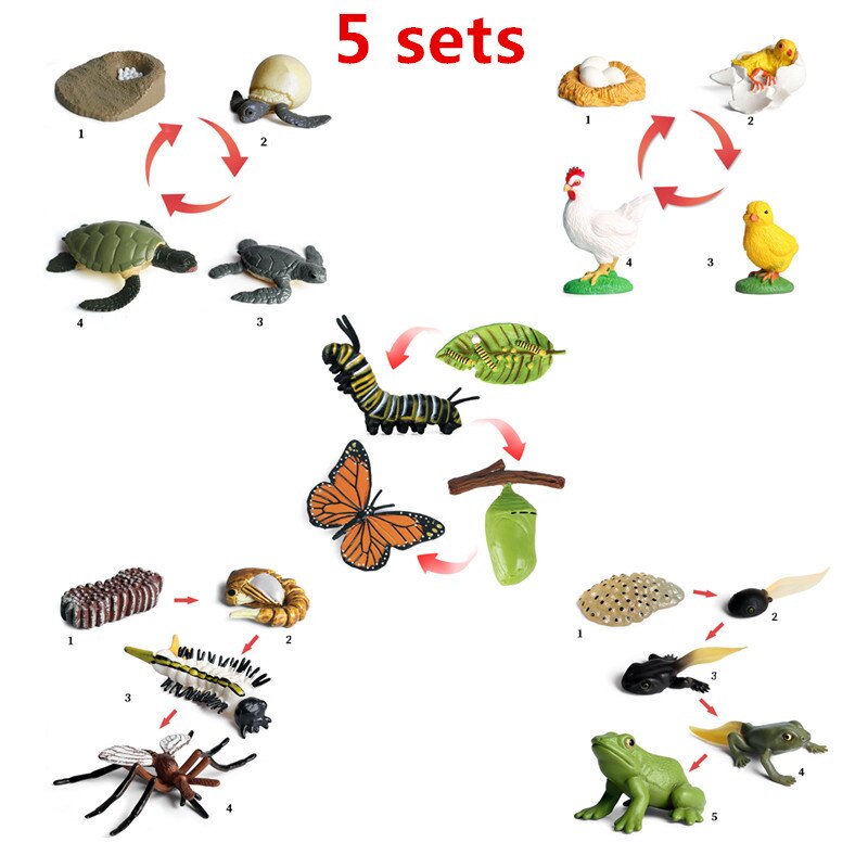 6 Sets Simulation Animal Life Cycle Growth Model Butterfly Frog Turtle Chick Ant Stencils Drawing Board Biology Teaching Tools: Clear