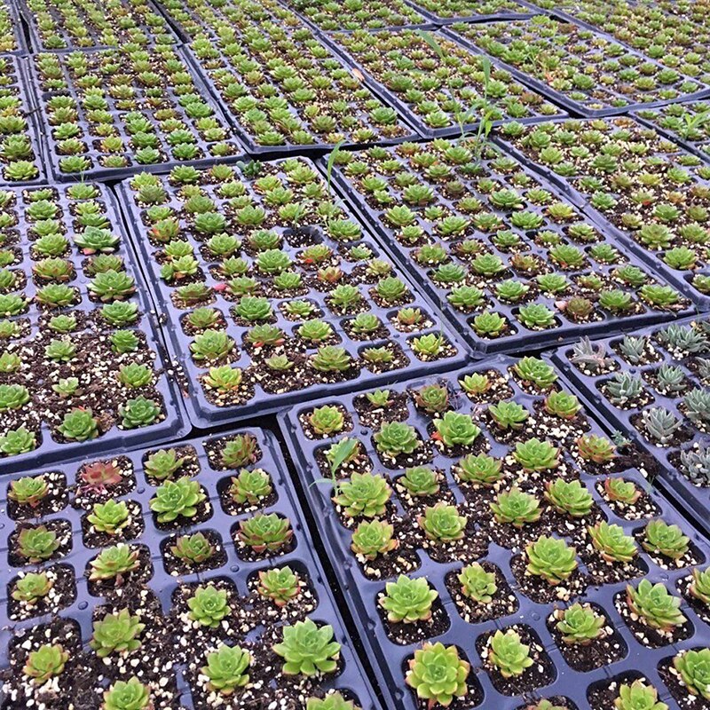 Hage 32 celle frøplante startbrett ekstra styrke frø spiring plante blomsterpotter barnehage vokse boks formering