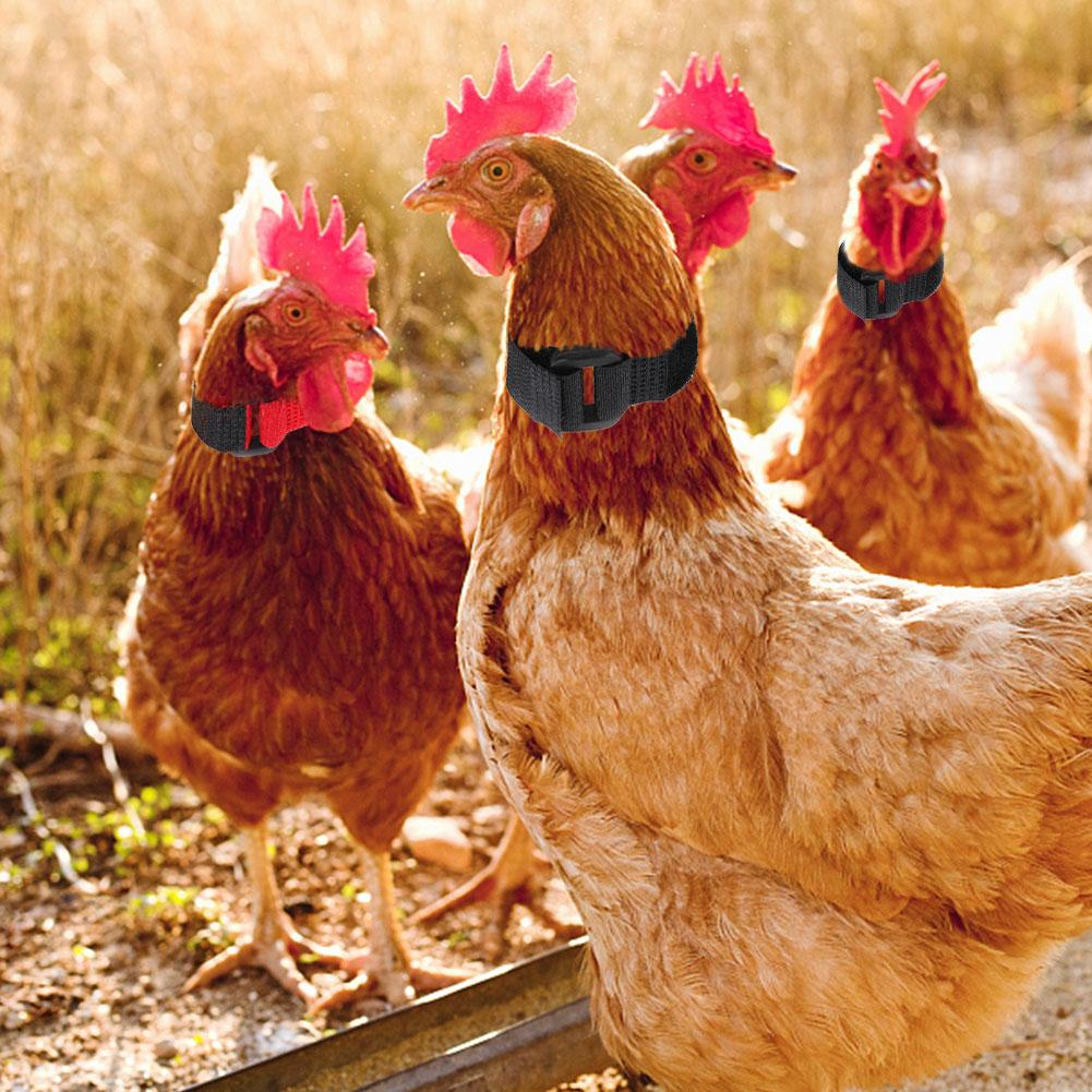 Collar para pollos, gansos y otras aves de corral, correa para el cuello sin ruido, suministros para granja, 2 uds.