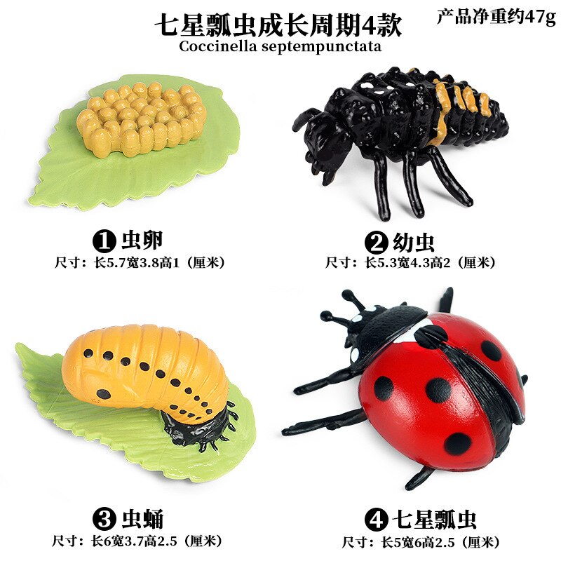 Models Growing Process Enlightenment Toys Furnishings Children's Wild Animals Knowledge Science,Home Entertainment: Ladybird