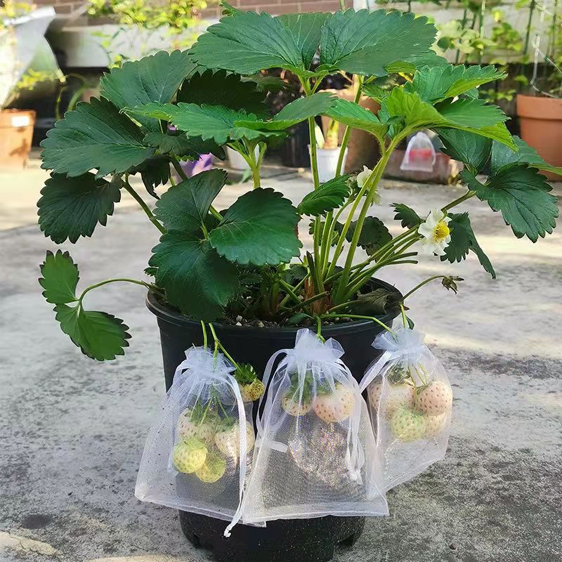 50Pcs Aardbei Druiven Fruit Bescherming Zakken Ongediertebestrijding Anti-Vogel Tuin Netting Zakken Mesh Druif Bag Planter Grow tassen