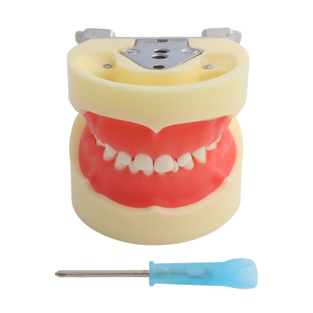 Dental Model Teeth Model Dental Teaching Model Standard Model with 32 Screw-in Teeths Demonstration Soft Hard Gum 28 24 Teeth: Child Model