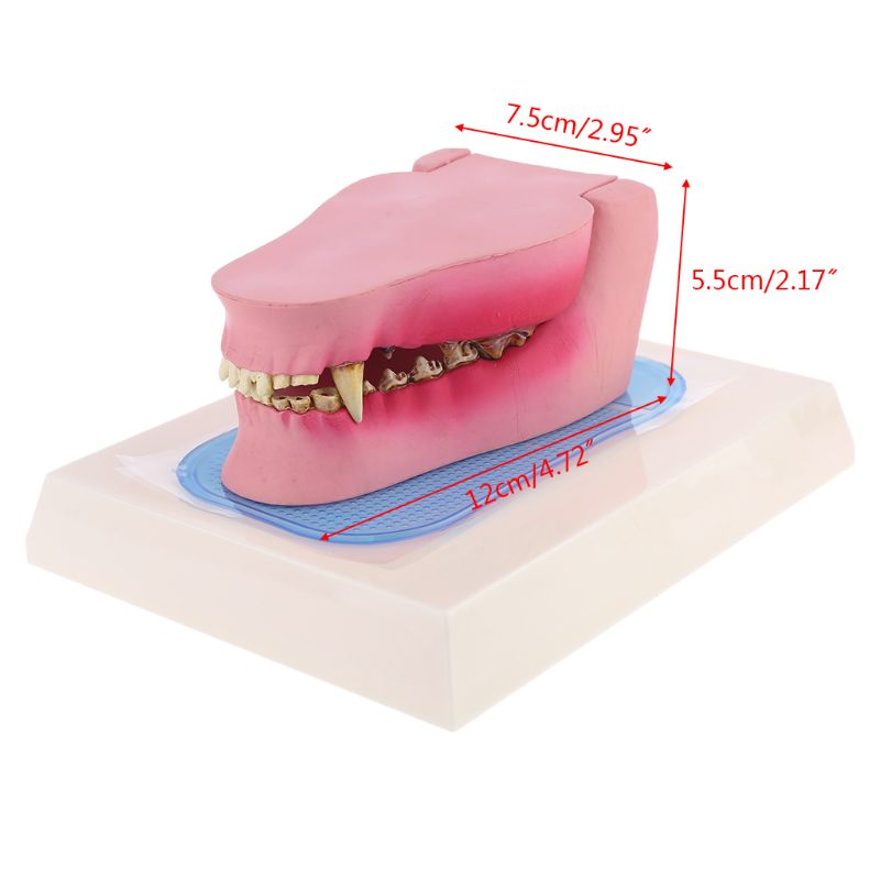 Hond Tand Anatomie Model Canine Veterinaire Dier Skelet Veterinaire Onderwijs Anatomie