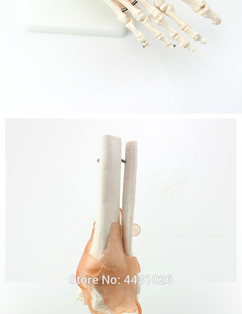 ENOVO Een anatomisch model van de menselijke voet gezamenlijke van de menselijke voet joint