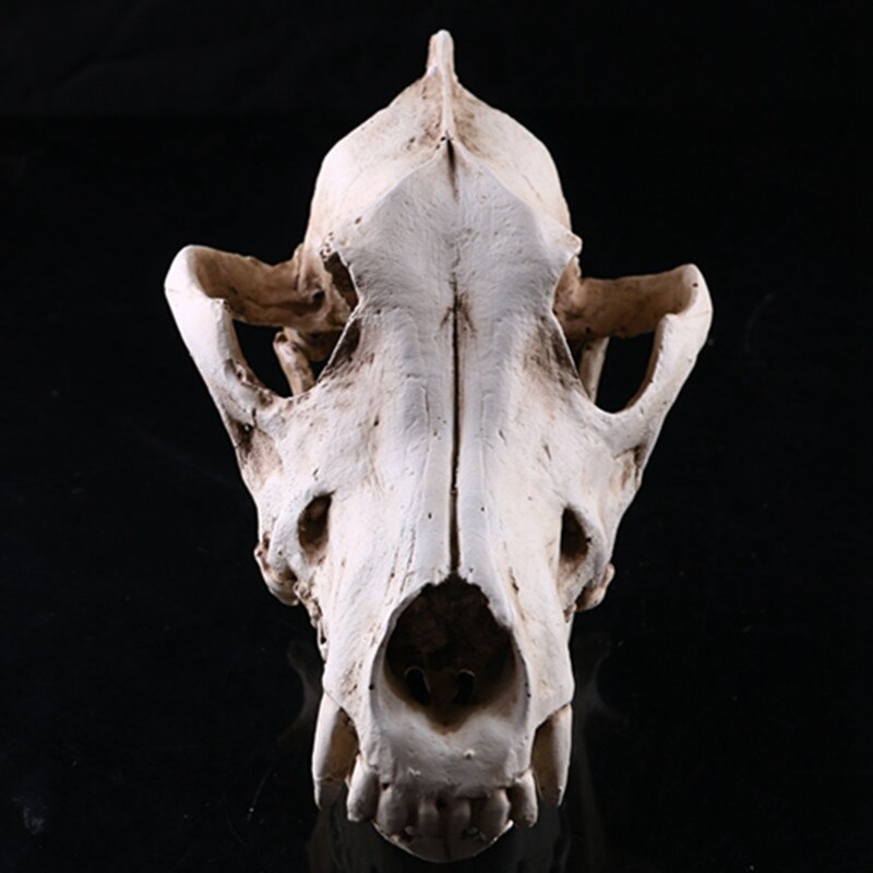 Wolf Schädel Skulptur Modell Wolf Hund Skelett Harz Simulation Ebene Schädel Modell Zu Hause Büro Bar Statue Dekor Handwerk Ornament