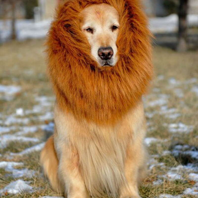 Costume de Lion pour chien sauvage Golden Retriever, chapeau, collier, couvre-chef, accessoires de Photo pour animaux de compagnie