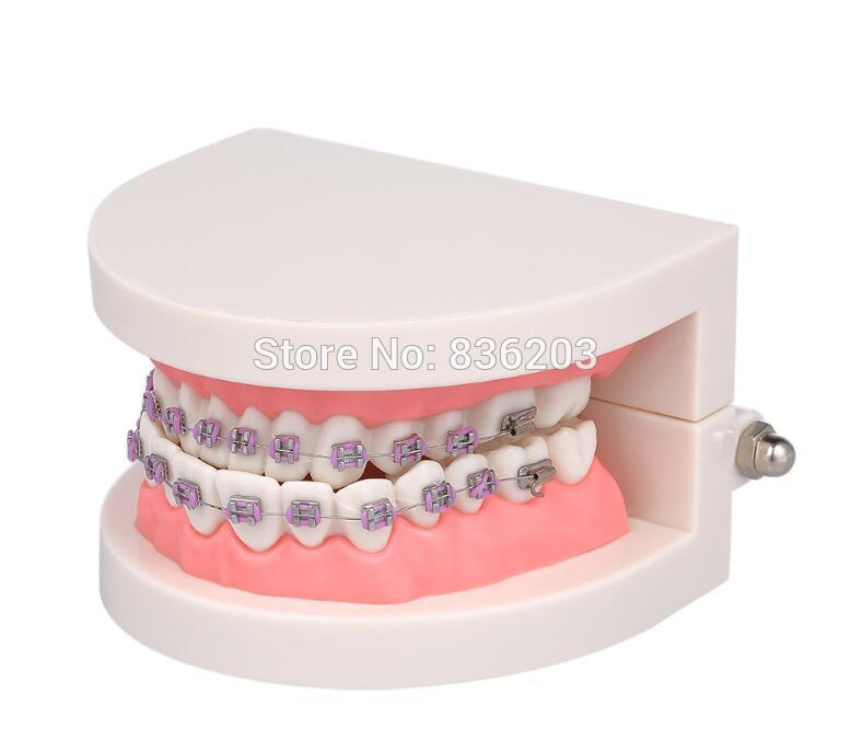 Équipement de laboratoire dentaire blanchiment des dents orthodontique dentiste humain Standard anatomique crâne squelette étude d'enseignement modèle de brossage