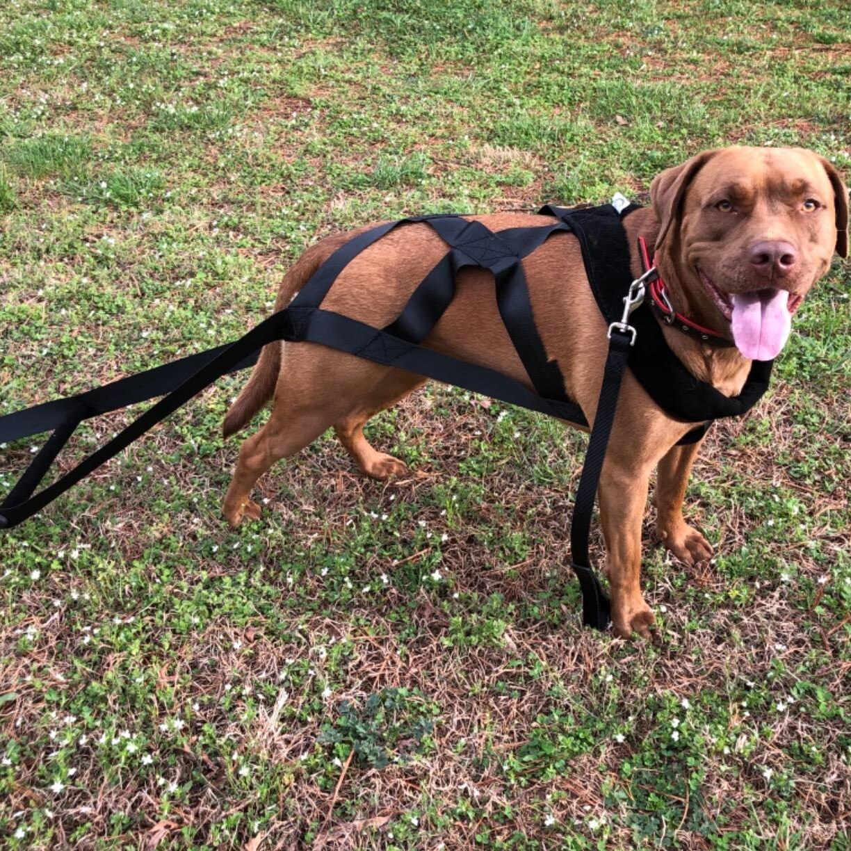 Large Dog Harness Leashes Well Trained Dog Sled Weight Pulling Harnesses For Bikejoring/ Skijoring/Dog Sledding/Canicross