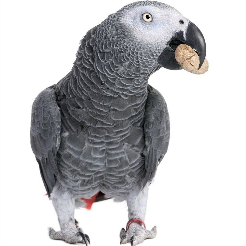 Gingerain Bird clothes Parrot clothes red scarf original hand-made custom bird clothes Hooded Sweater apis florea: Grey Parrot