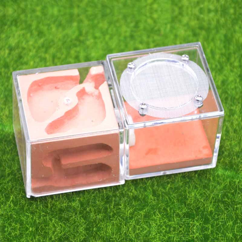 Anloximt - Fourmilière Géante En Acrylique Avec Gel Nutritif - Kit D'élevage De Fourmis éducatif - Ferme Insecte 3D - Cadeau Scientifique Enfant - Prix Newsweek 2021