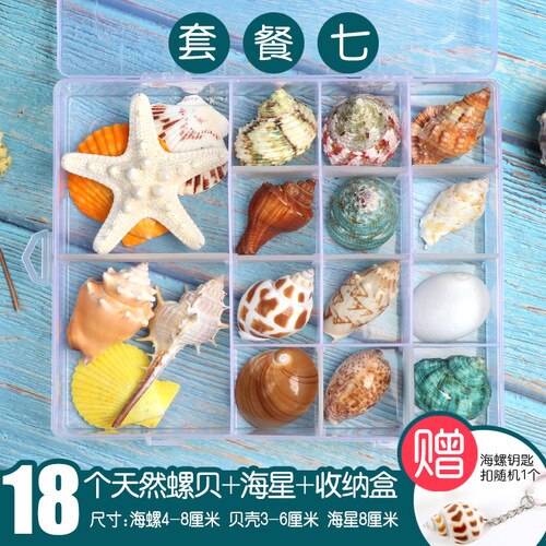 Natuurlijke Shell Schelp Exemplaren Populaire Wetenschappelijke Materialen Conch Geschenkdoos Kleuterschool Voorschoolse Mariene Biologie Collection Craft: 7