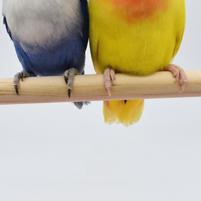 Bird Training Stand Portable Tabletop Parrot Natural Wood Perch for Small Medium Parakeet Finch Canary African Grey Q84D