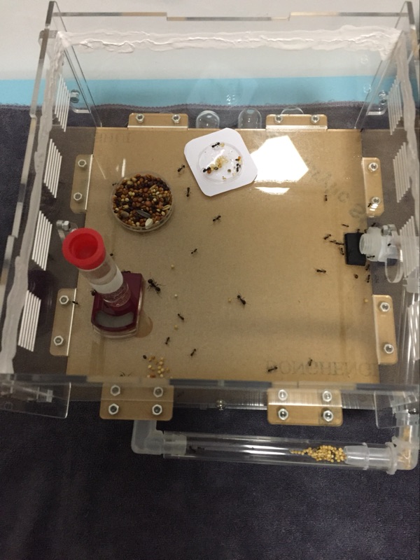 Mier Acryl Nest Boerderij Huisdier Insect Mierennesten Villa Huisdier Huis Verlengen Actieve Zone Transparante 6 Size Voor Student Wetenschappelijke klasse Gebruik