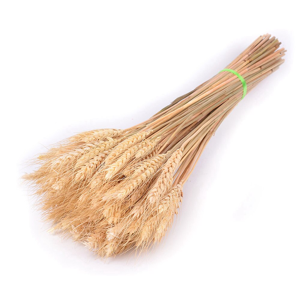 50Pcs/lot Real Wheat Ear Flower Natural Dried Flowers or Wedding Party Decoration DIY Craft Scrapbook Home Decor Wheat Bouquet: Beige