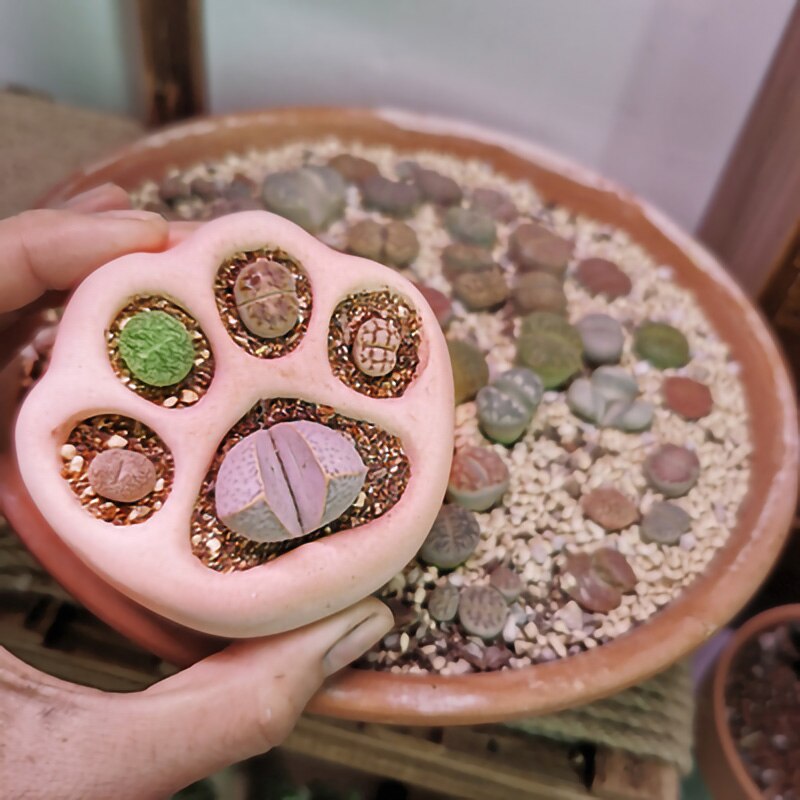 Lovely Multicolor Cat Paw Cement Flower Pot Mini Succulent Plant Container Desktop Home Ornament Garden Planter Small