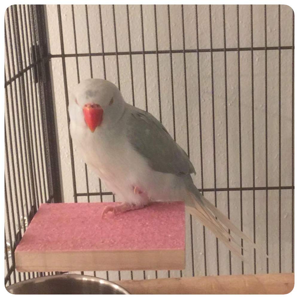 Plataforma de soporte de percha para pájaros, superficie rugosa de madera, molienda de pata para loro, periquito, cacatúa, jaula, hámster, ratón Gerbil