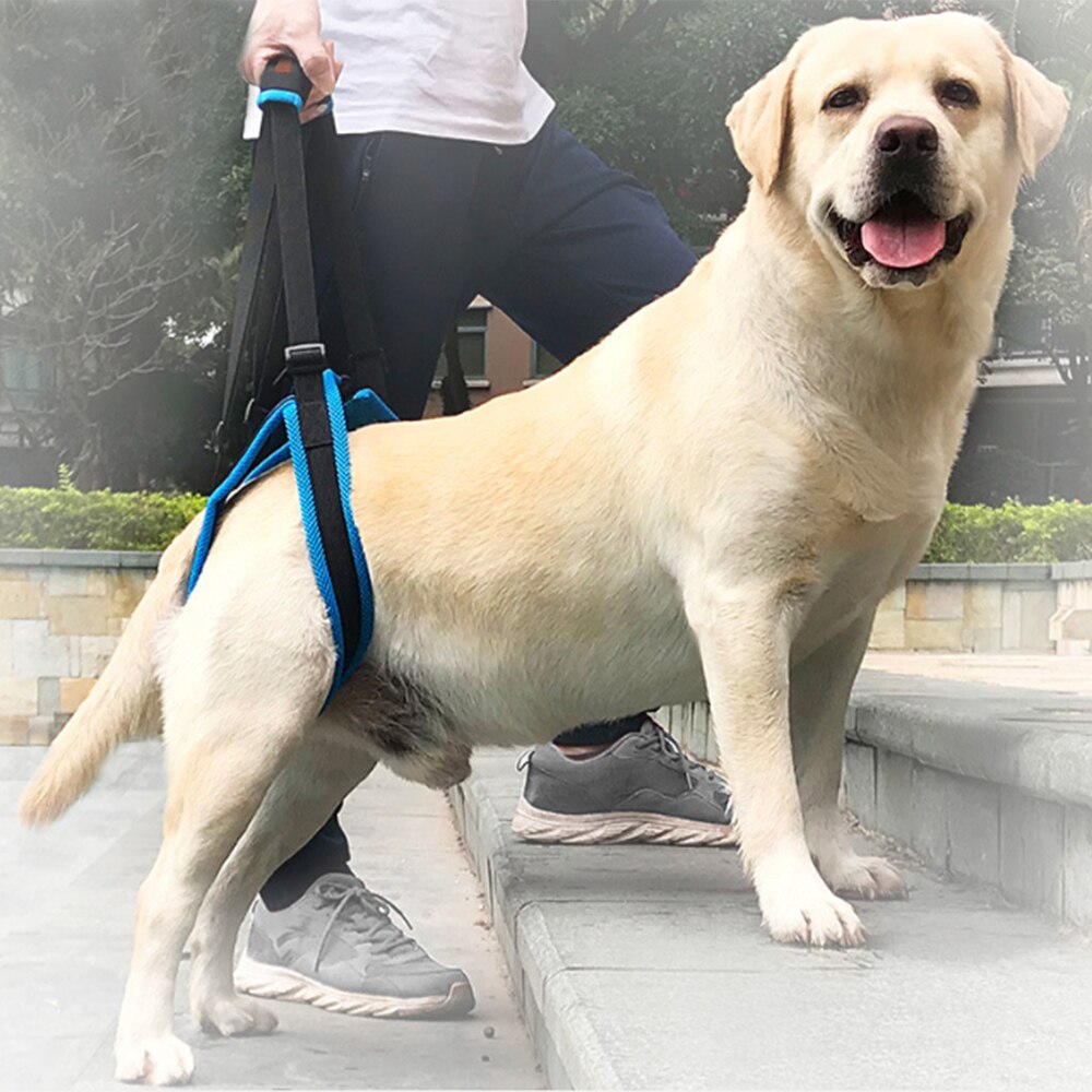 Adjustable Dog Lift Harness For Back Legs Pet Support Sling Help Weak Legs Stand Up Pet Dogs Leash Aid Assist Reliable Good Tool