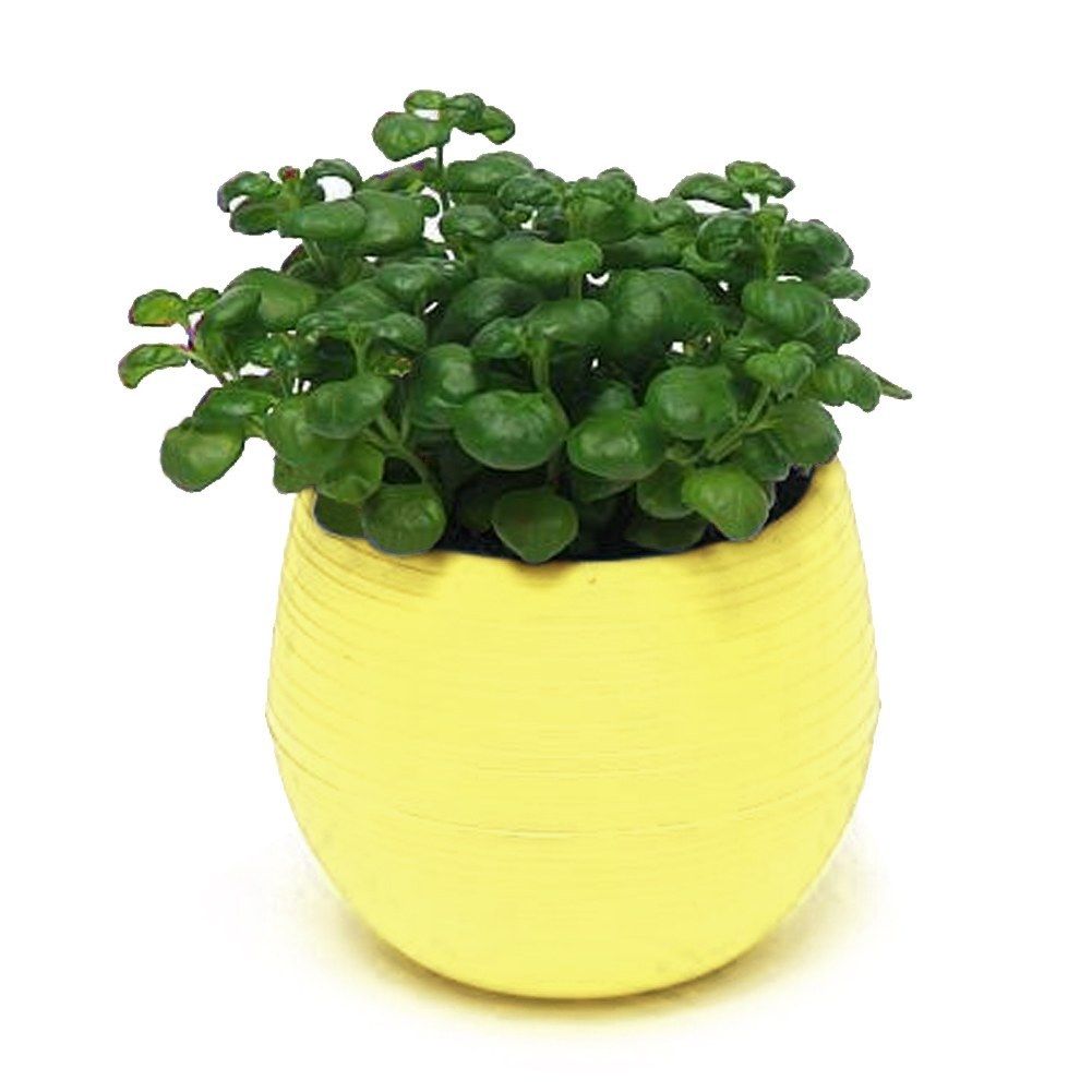 Eco-friendly Mini Colourful Round Plastic Plant Flower Pot Garden Home Office Decor Planter Desktop Flower Pots: Yellow