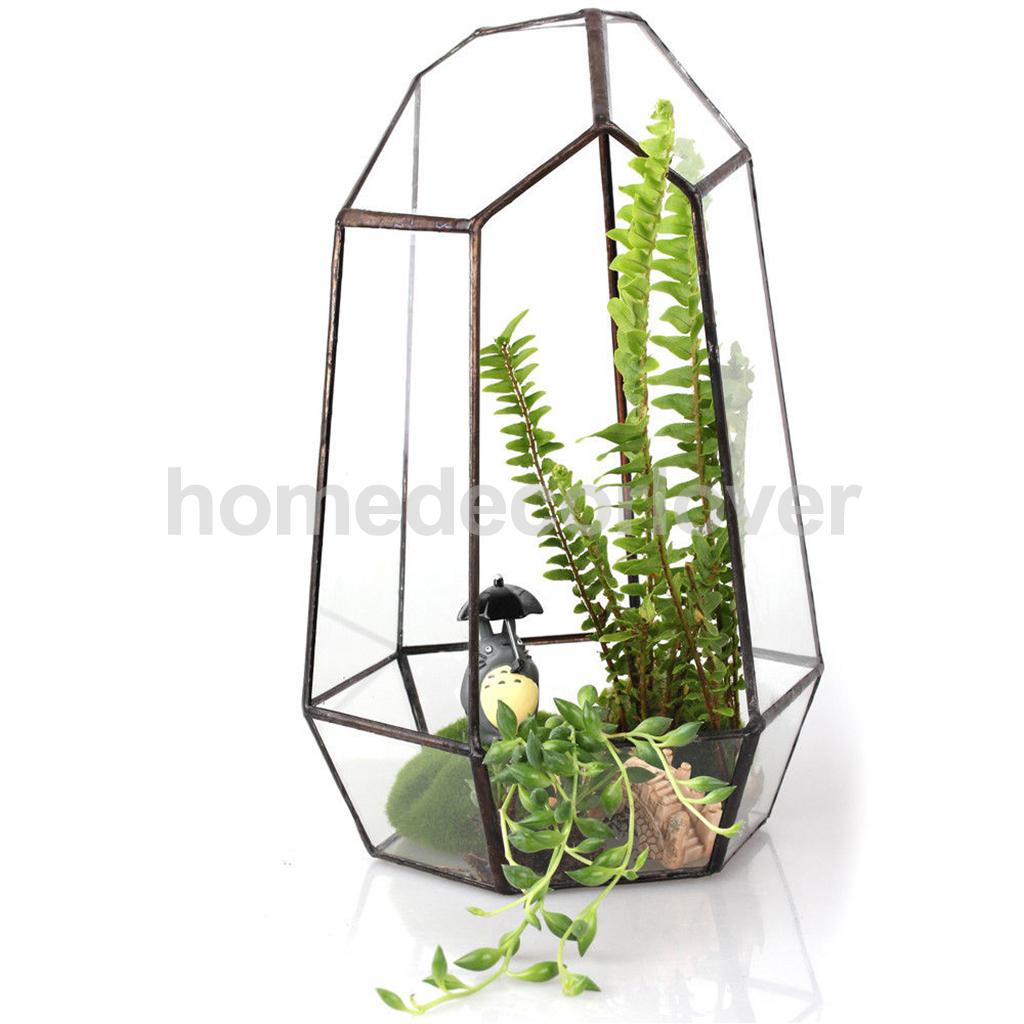 Uregelmæssig glas geometrisk terrarium kasse bordplade saftige planter planter blomst mos bregne pot
