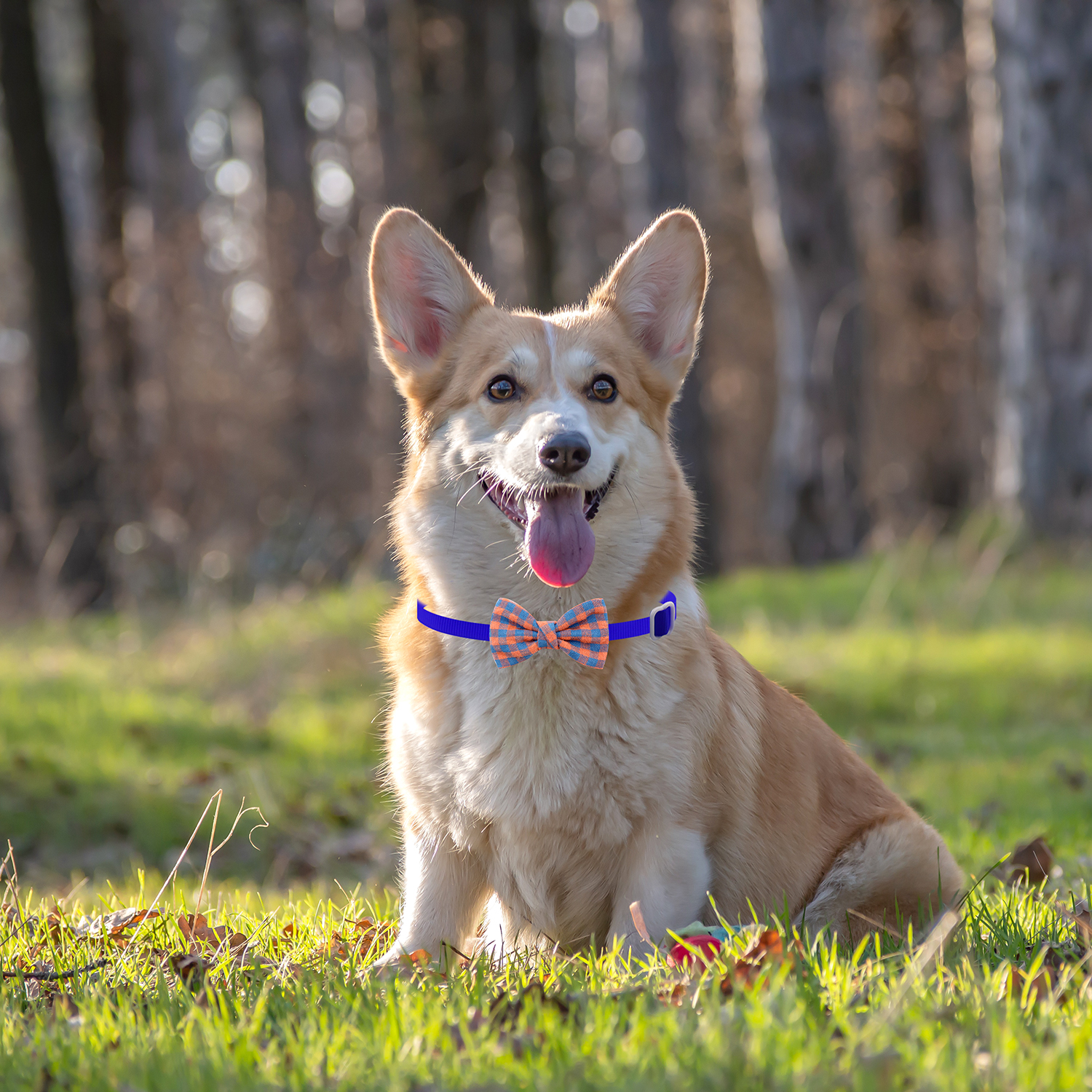 Nœuds pour chiens à carreaux en Textile Tartan, 50/100 pièces, collier réglable pour chiens, accessoires pour chiens de compagnie, nœuds de toilettage pour petits chiens et chats