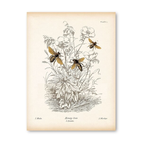 Vintage Insect Bee Poster Prints Natuurlijke Onderwijs Painting Reproductie Biologie Print Kraftpapier Poster: 42x30cm No Frame