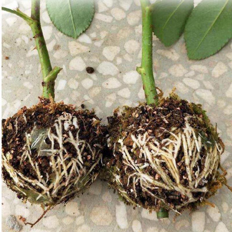 High-pressure Breeding Fruit Plant Tree Rooting Ba... – Grandado
