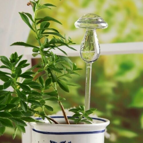 Funktion glas plante blomster vandføder selvvandende fugl plantevander 6 typer
