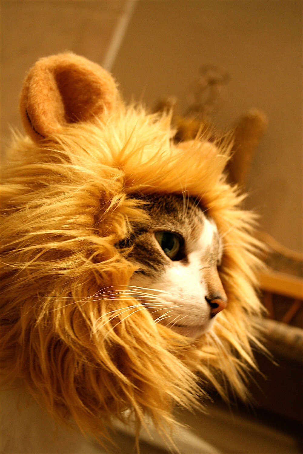 Leuke Leeuw Manen Kat Pruik Huisdier Kleine Hond Katten Kostuum Lion Mane Pruik Cap Hoed Voor Kat Honden Fancy Kostuum cosplay Speelgoed Dierbenodigdheden