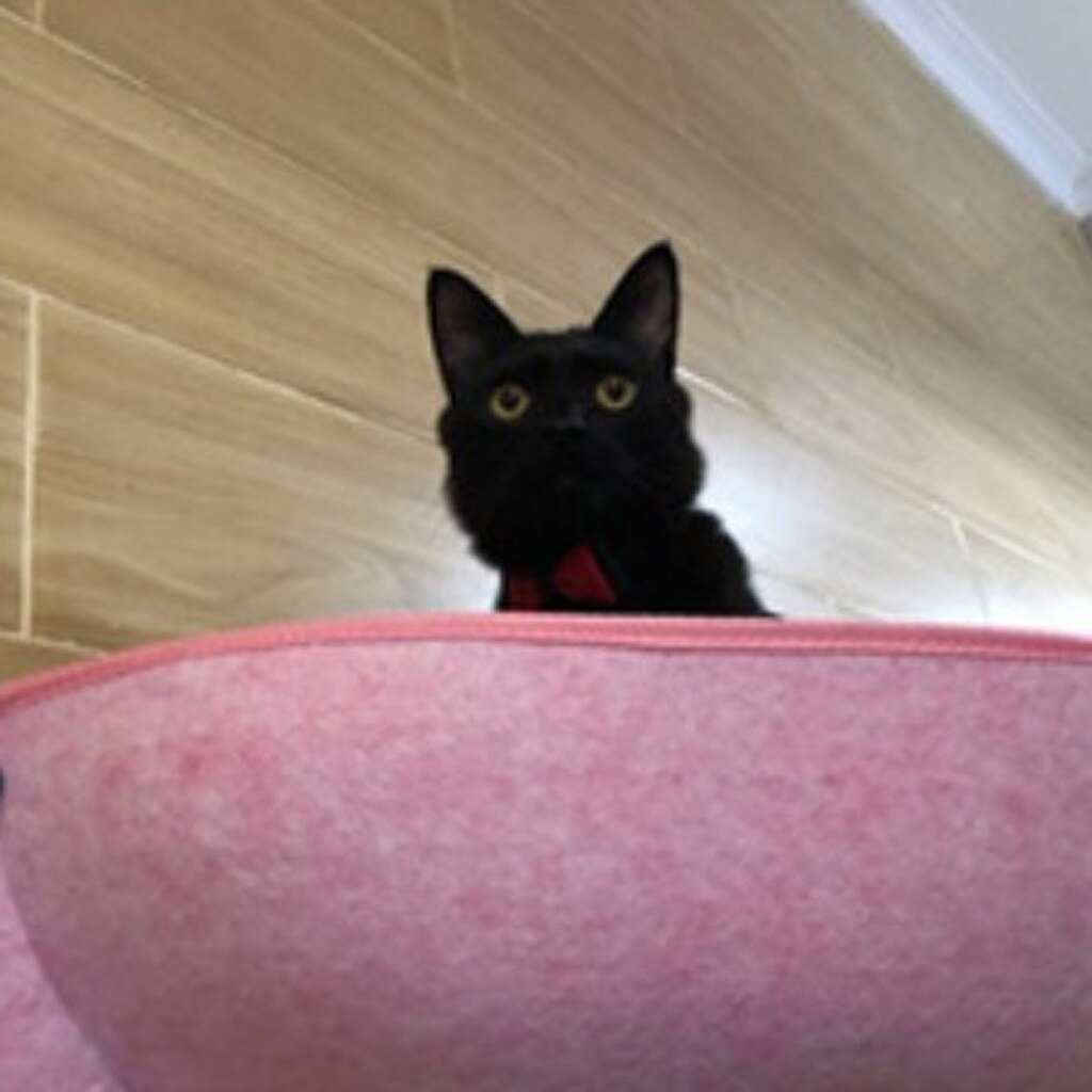 Cat Window Pod Suction Cup Dogs Pet Deep Sleep Cat Deep Sleeping Bed pet pet car hammock comfortable home ferret cage P30: PK