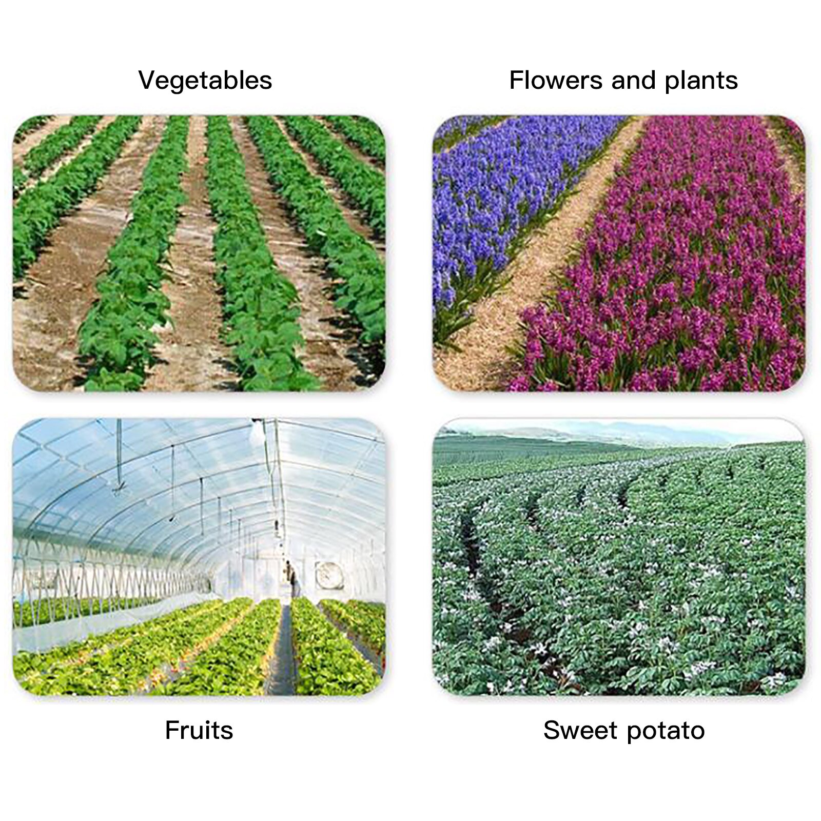 Garden Vegetable Black Film Agricultural Plants Film Plastic Perforated PE Mulch Film Mulching Membrane