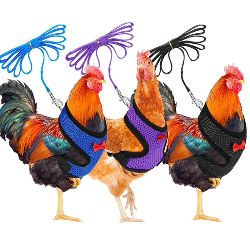 Gilet à la pour poulet et canard, ceinture pour poule, harnais pour animaux de compagnie, colliers assortis avec nœud, laisse confortable, respirant, fournitures pour volaille