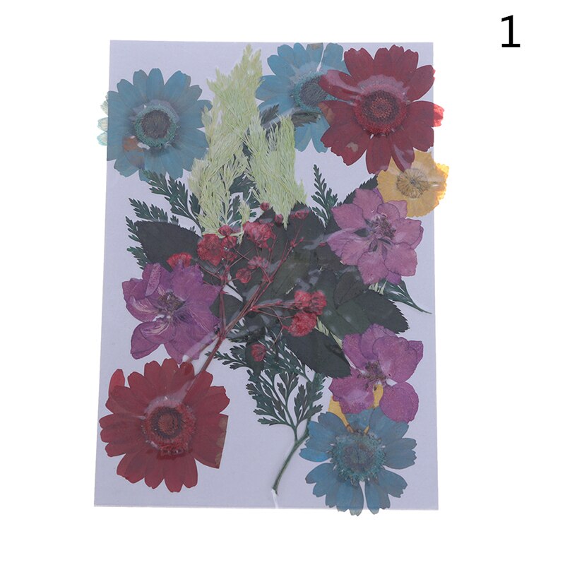 Dried Flowers specimen Pressed Scrapbook Bookmark Card DIY Art Craft Decor: 1