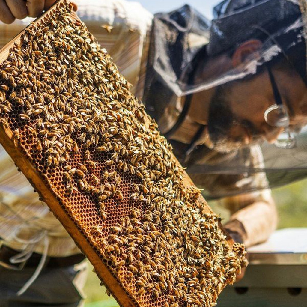 5/10/20PCS Beehive Frame Holder Beekeeping Ends Plastic Durable Bee Divider Plastic White Interval 41cm Anti Shaking for Beehive