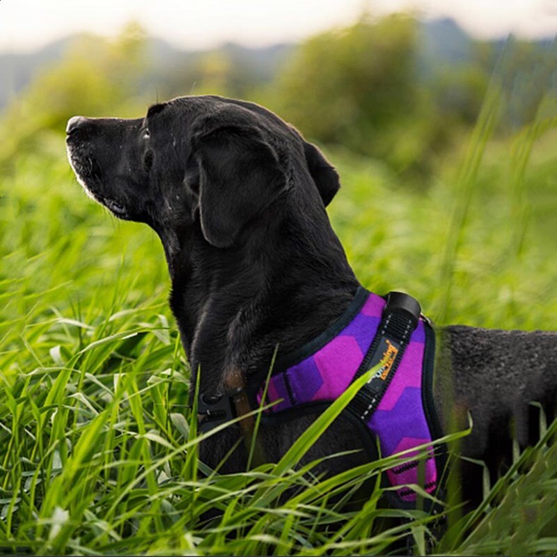 Explosion Proof Medium-Large Dog Harness Dog Leash Dog Leads Golden Retriever Labrador Doberman Husky Saddle-style Dog Harness