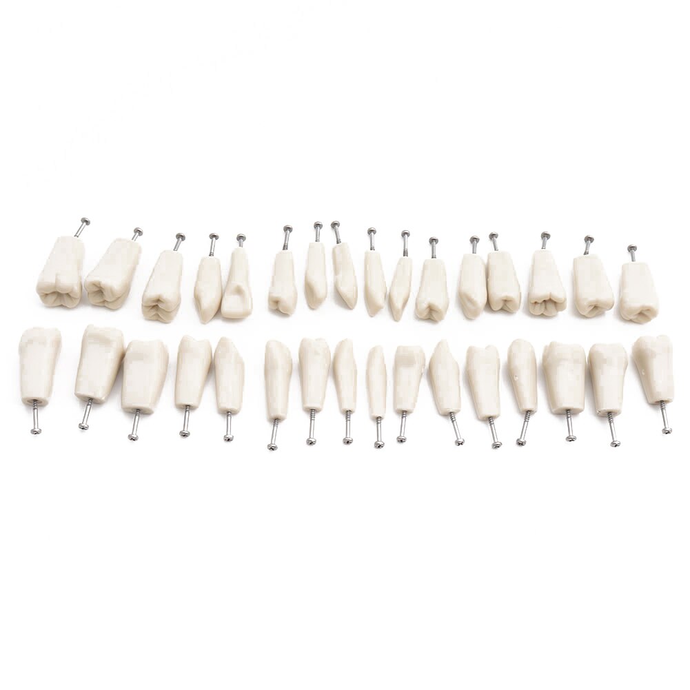 Modèle de dents Standard, modèle de dents orthodontiques avec supports et Tubes buccaux et Implant de fil de ligament et modèle de restauration: 32pcs Teeth ADC