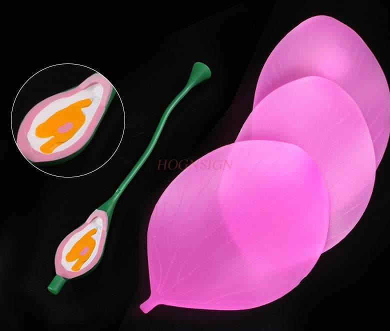 Peach Blossom Model Pistil Enlargement Model Five-petal Ovary Stamen Enlarged Flower Structure Peach Blossom Anatomy Model