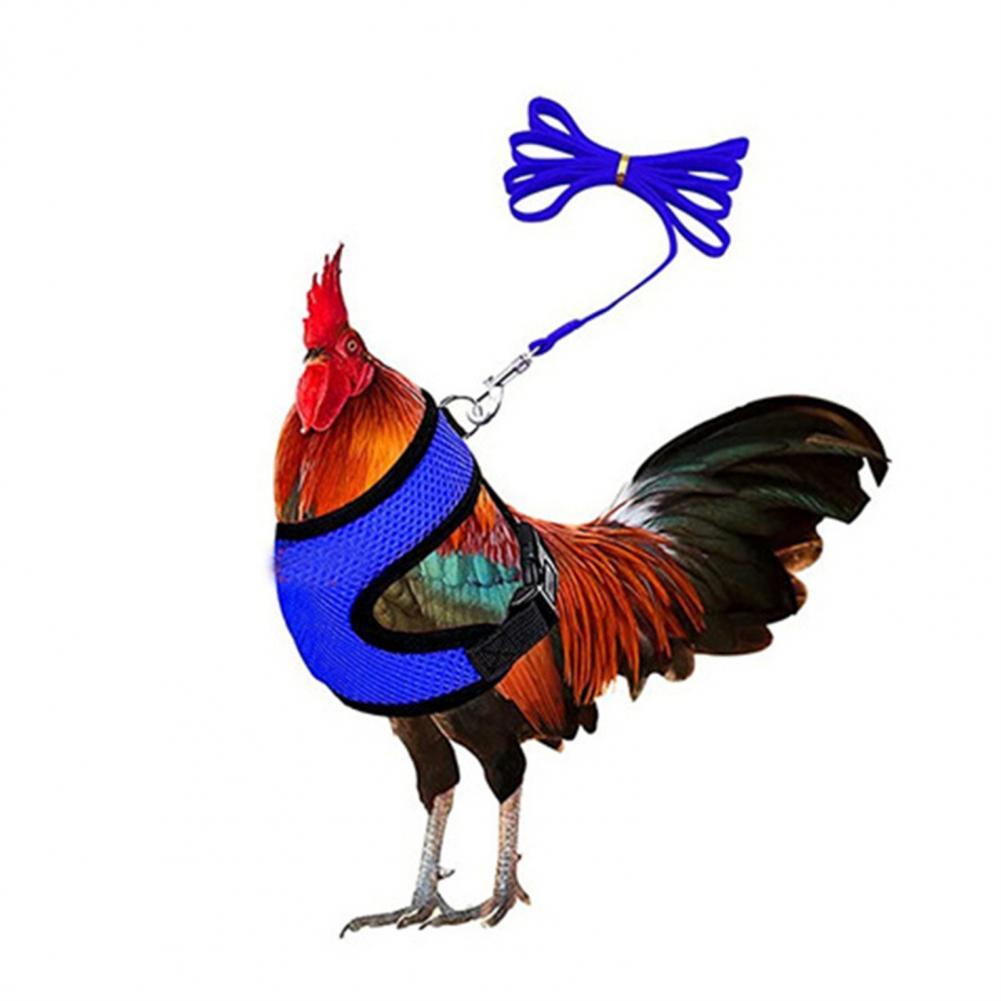 1 Set Chicken Harness Stylish Adjustable Mesh Chicken Duck Poultry Vest Poultry Supplies Duck Leash Chicken Vest: Blue / S