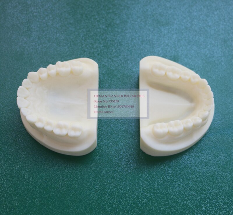Wit korund tand model, Tand systeem voor praktijk model, Tand model, Dental model