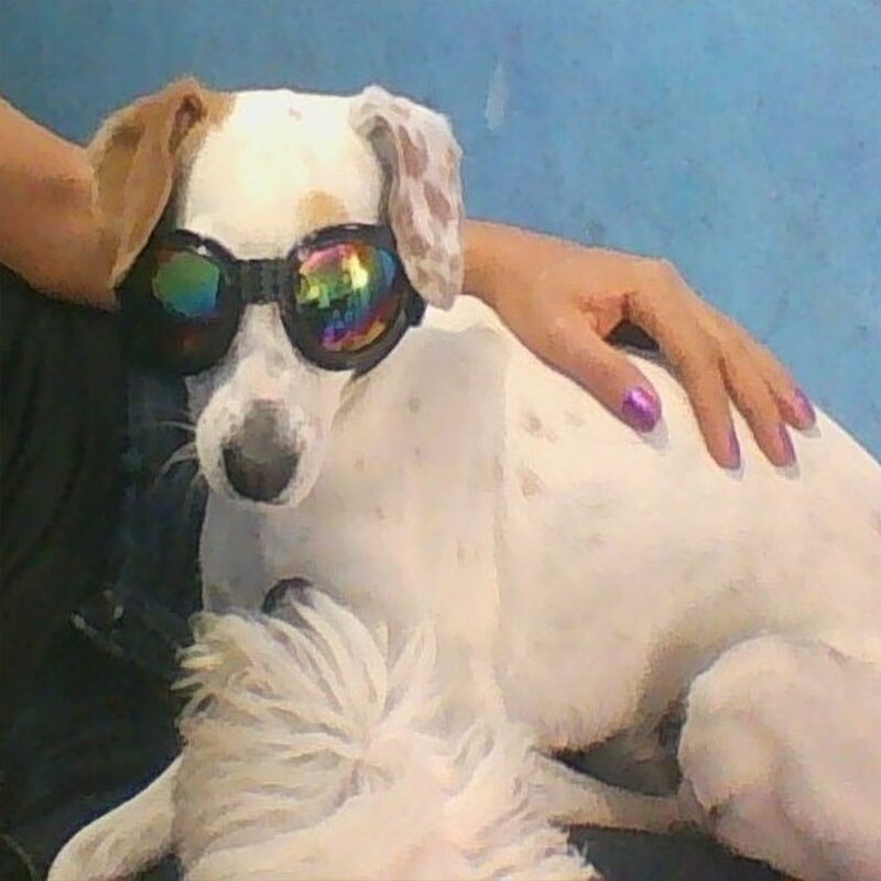 Lunettes de soleil pour chiens de la | Accessoires de chiens d'animaux frais, lunettes ajustables pour bouledogues français, lunettes étanches pour chiens moyens et grands 20S2
