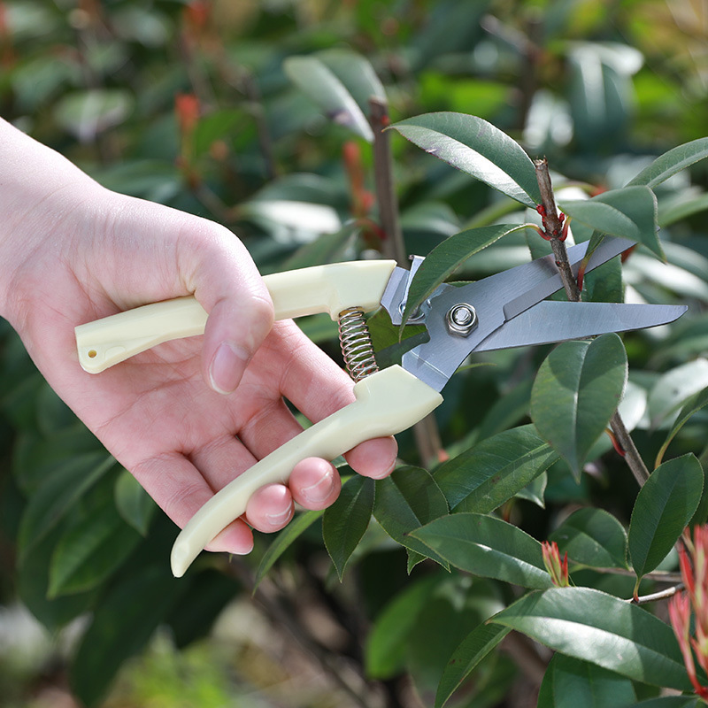 Rakt blad beskärning skär buske verktyg växt trädgårdsodling blad trimmer sax sax beskärare trädgård frukt blomma fruktträdgård eller