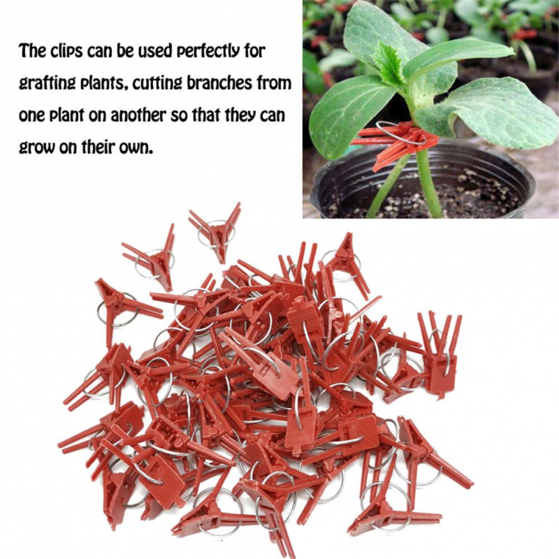 Clips de injerto para plantas, pinzas de plástico para injertos de plantas, tomate, vid, abrazadera de fijación, tallos de vid, suministros para cultivo vertical, 50 piezas
