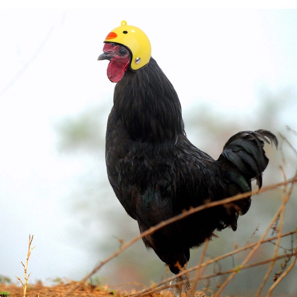 Haustier Huhn Vogel Helm Kleine Haustier Harte Hütte Lustige Huhn Helm Henne Harte Vogel Hütte Kopfbedeckungen Schutzhülle Haustier Helm Haustier liefert